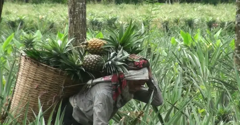 ক্ষেত থেকে আনারস তুলছেন এক চাষি